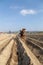 Agricultural sustainability: Mexican peasant farmer tilling the land with a horse for amaranth cultivation