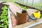 Agricultural tools stand in a greenhouse