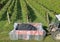 Agricultural trailer full of red grapes bunches alongside the vineyard