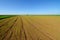 Agricultural wheat field on sunny spring day