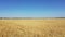 Agricultural wheat fields after a hurricane. Broken ears of wheat