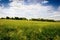 Agricultural wheat fields. Summer time in a nature. Sun light. Green fields and windy weather. Rural scene