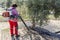 Agricultural women during the olive compilation campaign