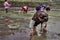 Agricultural work, asian women rice seedling transplanting in ru