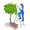 Agricultural work. Isometric woman in September to harvest vineyards , collects the selected grape bunches. Farming