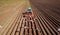 Agricultural work on a tractor farmer sows grain. Hungry birds a