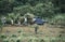 Agricultural workers collecting corn, Brazil.