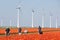 Agricultural workers reviewing tulip field with windturbines in the Netherlands