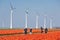 Agricultural workers reviewing tulip field with windturbines in the Netherlands