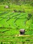 Agricultural Workers in Teraced Rice Fields