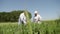 Agriculture. Abundant fields of wheat. New varieties of wheat are bred in chernozem fields. Agronomists and farmers