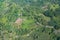 Agriculture aerial in the jungle of  Dominica