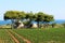 Agriculture along the Adriatic Sea, Italy