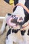 Agriculture animal sick. Cow portrait, beef meat. Milk kine