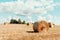 Agriculture background with copy space. Harvested field with straw bales. Summer and autumn harvest concept