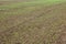 Agriculture background, field of seedling crops, UK