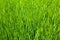 Agriculture background - green fresh grain