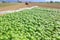 Agriculture, basil field plantation