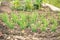 Agriculture, beds with young green plantings and plants on the farm. Rows of young onions