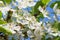 Agriculture blossoming of flowers of cherry on a tree