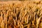 Agriculture Business - golden wheat eras on agricultural field