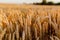 Agriculture Business - golden wheat eras on agricultural field