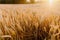 Agriculture Business - golden wheat eras on agricultural field