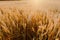 Agriculture Business - golden wheat eras on agricultural field