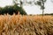 Agriculture Business - golden wheat eras on agricultural field