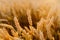 Agriculture Business - golden wheat eras on agricultural field