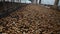 Agriculture caffeine harvest during process of drying green beans of coffe.