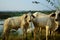 Agriculture in Cambodia, a herd of cows along a rice field.