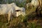 Agriculture in Cambodia, a herd of cows along a rice field.