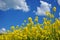 Agriculture canola background