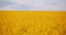 Agriculture Canola Rapeseed Field Blooming. Wide Shot of Fresh Beautiful Rapeseed Flowers.