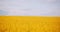 Agriculture Canola Rapeseed Field Blooming. Wide Shot of Fresh Beautiful Rapeseed Flowers.