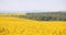 Agriculture canola rapeseed field blooming. Wide shot of fresh beautiful rapeseed flowers.