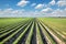 Agriculture, carrot field in summer