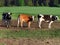 Agriculture, cattle breeding, black and white cows on the pasture