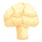 Agriculture cauliflower icon cartoon vector. Cabbage food