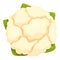 Agriculture cauliflower icon cartoon vector. Cabbage food