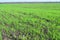 Agriculture, cereal farming, wheat and barley production: a field with young green winter wheat, barley shoots, sprouts early