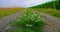 Agriculture. Close-up of rural dirt country road. Farm corn field, green herbs, wild flowers. Go everywhere. Static shot