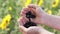 Agriculture. Close-up shot of male hands with sunflower seeds