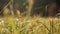 Agriculture, close-up view of grass on wheat field, nature and ecology