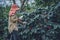 Agriculture, coffee garden coffee tree with coffee beans, female workers are harvesting ripe red coffee beans