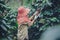 Agriculture, coffee garden coffee tree with coffee beans, female workers are harvesting ripe red coffee beans