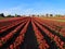 Agriculture - Colorful blooming tulip field