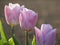 Agriculture - Colorful blooming tulip field