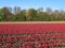 Agriculture - Colorful blooming tulip field